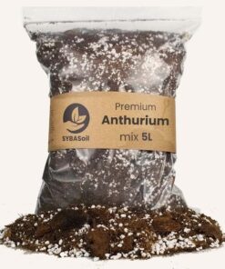 Anthurium mix 5L