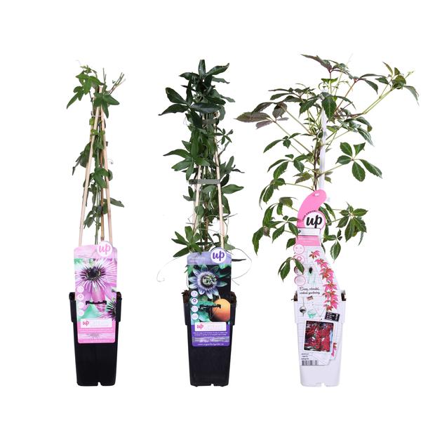 3x – Passiflora mix – ↨65cm – Ø15