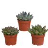 Echeveria-Mix – 3x – ↕ 12,5-20 cm – Ø 10,5 cm – Ideal für Terrarien und Sukkulenten-Dekoration