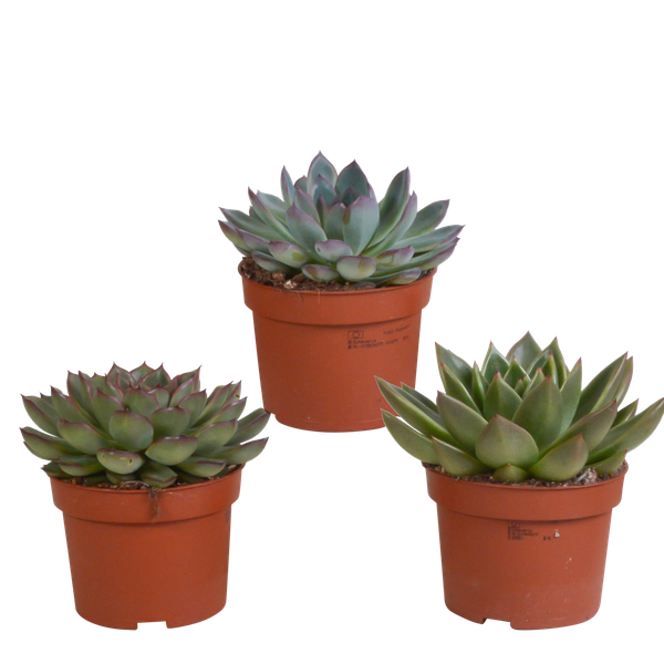 Echeveria-Mix – 3x – ↕ 12,5-20 cm – Ø 10,5 cm – Ideal für Terrarien und Sukkulenten-Dekoration