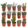 Kaktus- und Sukkulenten-Mischung – 15 Stück – ↕ 8-13 cm – Ø 5,5 cm – Ideal für Terrarien, Pflanzenarrangements und Sukkulenten-Dekoration