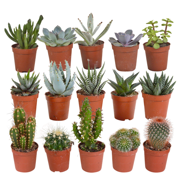 Kaktus- und Sukkulenten-Mischung – 15 Stück – ↕ 8-13 cm – Ø 5,5 cm – Ideal für Terrarien, Pflanzenarrangements und Sukkulenten-Dekoration