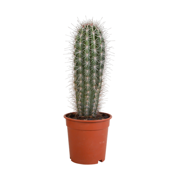 Pachycereus pringlei – Kaktus – ↕ 40-50 cm – Ø 17 cm – Ideal für Terrarien, Sukkulenten-Dekoration und Kaktusliebhaber