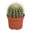 Echinocactus grusonii – Kaktus – ↕ 20-30 cm – Ø 12 cm – Ideal für Terrarien, Sukkulenten-Dekoration und Kaktusliebhaber