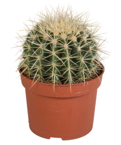 Echinocactus grusonii – Kaktus – ↕ 20-30 cm – Ø 12 cm – Ideal für Terrarien, Sukkulenten-Dekoration und Kaktusliebhaber