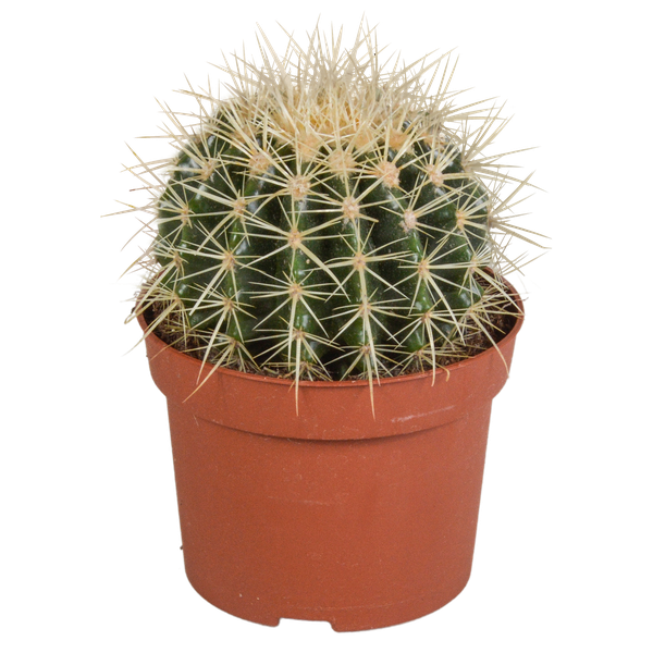 Echinocactus grusonii – Kaktus – ↕ 20-30 cm – Ø 12 cm – Ideal für Terrarien, Sukkulenten-Dekoration und Kaktusliebhaber