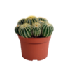 Eriocactus warasii – Kaktus – Ø 12 cm – ↕ 15 cm – Ideal für Terrarien und Sukkulentenpflege – Perfekt für Kaktusliebhaber und Pflanzen-Dekoration