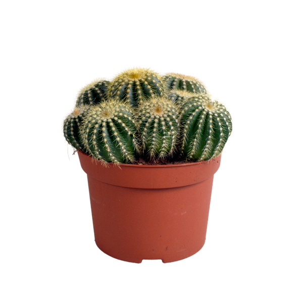 Eriocactus warasii – Kaktus – Ø 12 cm – ↕ 15 cm – Ideal für Terrarien und Sukkulentenpflege – Perfekt für Kaktusliebhaber und Pflanzen-Dekoration