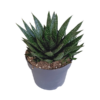 Gasteria ‚d Due – Kaktus Ø 17 cm – ↕ 25-35 cm