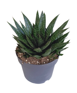 Gasteria ‚d Due – Kaktus Ø 17 cm – ↕ 25-35 cm