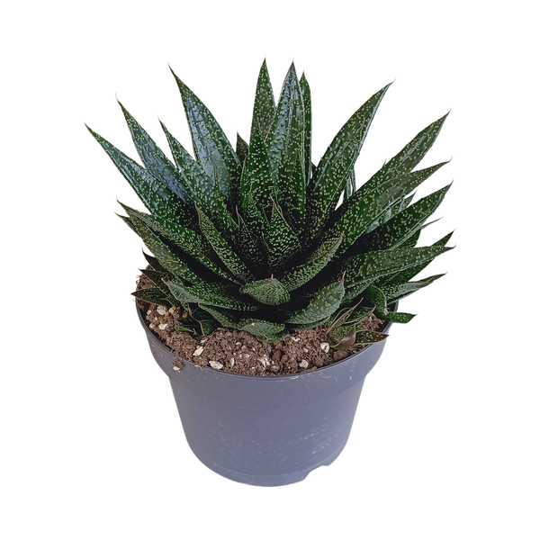 Gasteria ‚d Due – Kaktus Ø 17 cm – ↕ 25-35 cm