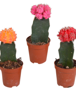 Euphorbia meloformis variegata – ↕ 16-22 cm – Ø 8,5 cm – 3x – Gymnocalycium Mix