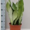 Sanseveria Moonshine – Ø21cm – ↕60cm