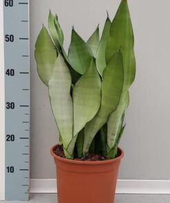 Sanseveria Moonshine – Ø21cm – ↕60cm