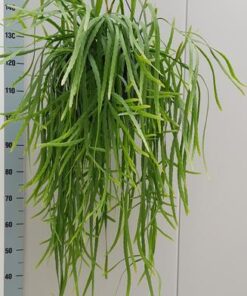 Rhipsalis Holviana – Ø25cm – ↕60cm