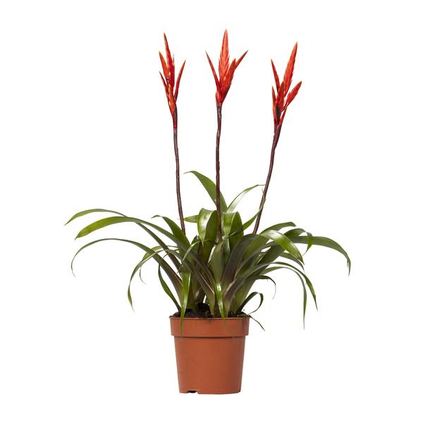 Vriesea Elan Toef – Ø12cm – ↕55cm