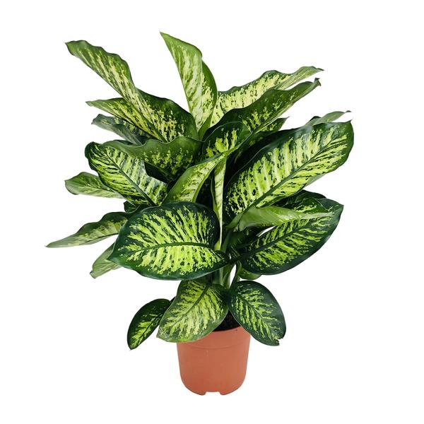 Dieffenbachia Camilla – Ø21cm – ↕75cm