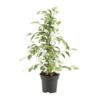 Ficus Benjamina Twilight – Ø14cm – ↕55cm