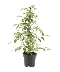 Ficus Benjamina Twilight – Ø14cm – ↕55cm