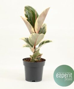 Ficus Elastica Tineke – Ø14cm – ↕45cm