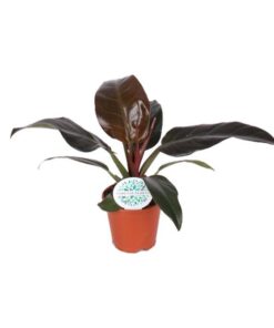 Philodendron Imperial Red – Ø14cm – ↕40cm