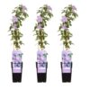 3x – Clematis Justa – ↨65cm – Ø15