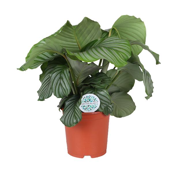 Calathea Orbifolia – Ø21cm – ↕70cm