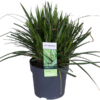 Carex morrowii ‚Ice Dance‘ – ↨30cm – Ø14