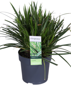 Carex morrowii ‚Ice Dance‘ – ↨30cm – Ø14