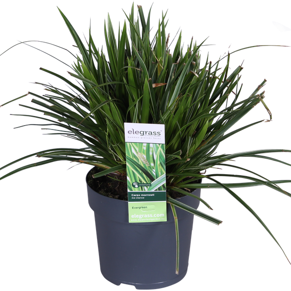 Carex morrowii ‚Ice Dance‘ – ↨30cm – Ø14