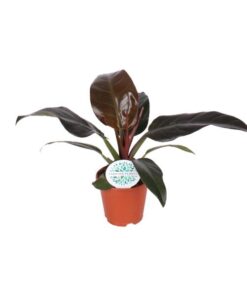 Philodendron Imperial Red – Ø17cm – ↕50cm