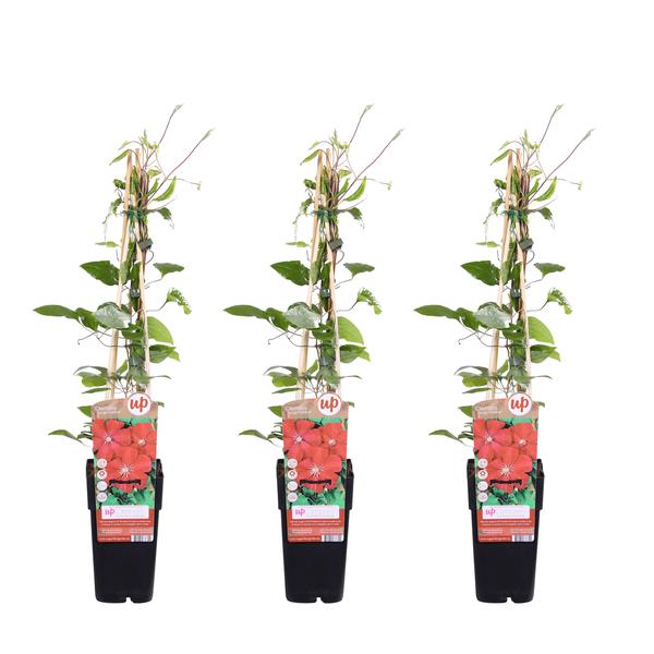 3x – Clematis Rouge Cardinal – ↨65cm – Ø15