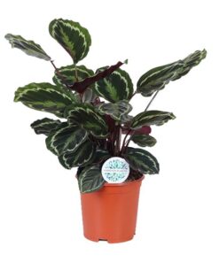 Calathea Medallion – Ø21cm – ↕70cm