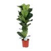 Ficus Lyrata – Ø21cm – ↕90cm