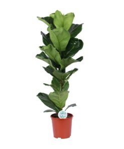 Ficus Lyrata – Ø21cm – ↕90cm