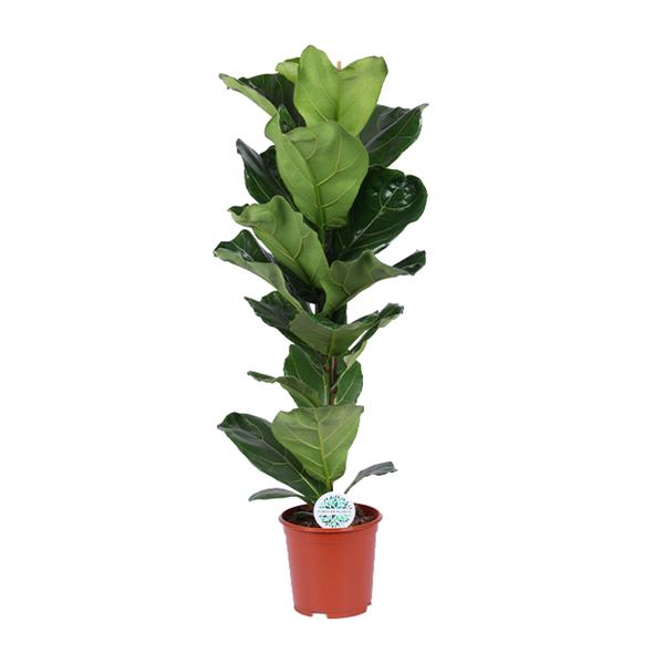 Ficus Lyrata – Ø21cm – ↕90cm