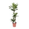 Dracaena Janet Lind – Ø24cm – ↕130cm