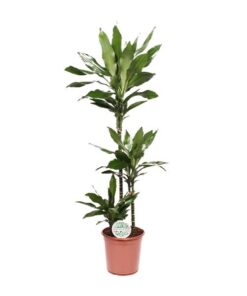 Dracaena Janet Lind – Ø24cm – ↕130cm