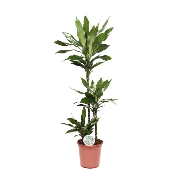 Dracaena Janet Lind – Ø24cm – ↕130cm