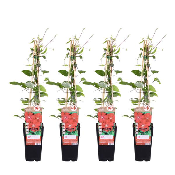 4x – Clematis Rouge Cardinal – ↨65cm – Ø15