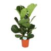 Ficus Lyrata – Ø24cm – ↕110cm