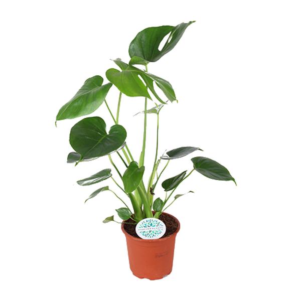 Monstera Deliciosa – Ø14cm – ↕45cm