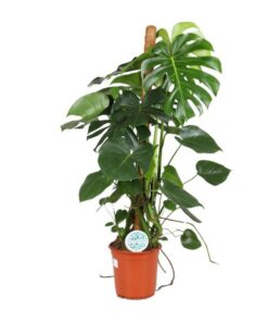 Monstera Deliciosa – Ø24cm – ↕105cm