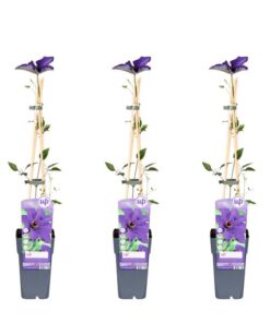 3x – Clematis The President – ↨65cm – Ø15