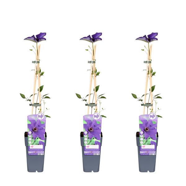 3x – Clematis The President – ↨65cm – Ø15