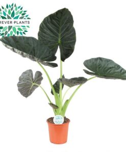 Alocasia Regal Shield – Ø 24cm – ↕105 cm