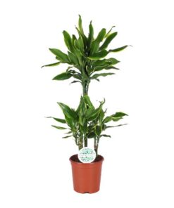 Dracaena Golden Coast – Ø21cm – ↕90cm