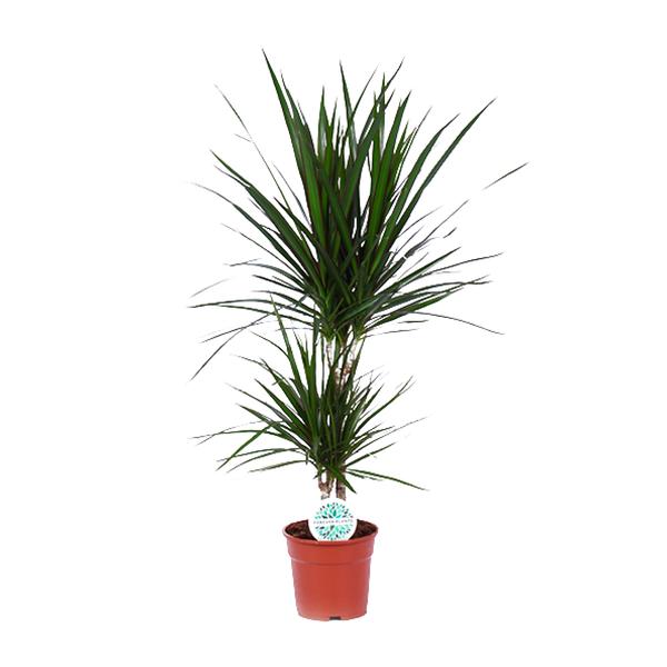 Dracaena Marginata – Ø17cm – ↕75cm