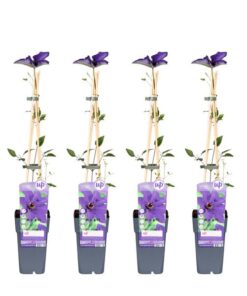 4x – Clematis The President – ↨65cm – Ø15