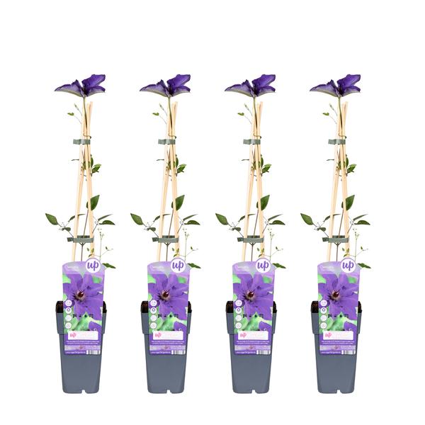 4x – Clematis The President – ↨65cm – Ø15